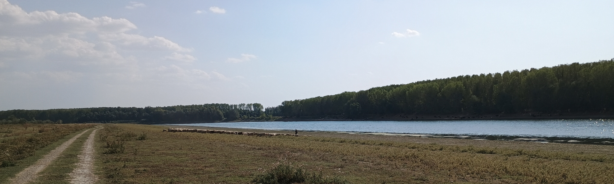 A shepherd tending is flock near Ostrov, Romania