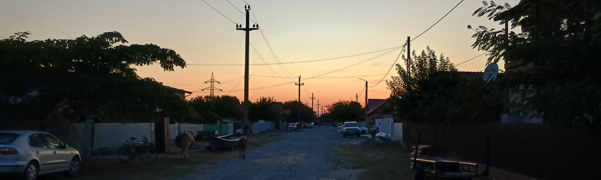 A cow with her calf walking down the street at sunset in Sulina, Romania
